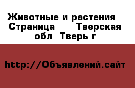  Животные и растения - Страница 10 . Тверская обл.,Тверь г.